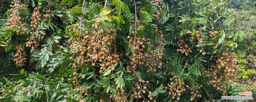 龙眼树在风水中扮演什么角色?它的寓意有哪些?