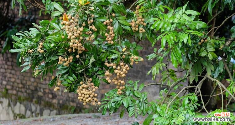 龙眼树在风水中扮演什么角色?它的寓意有哪些?