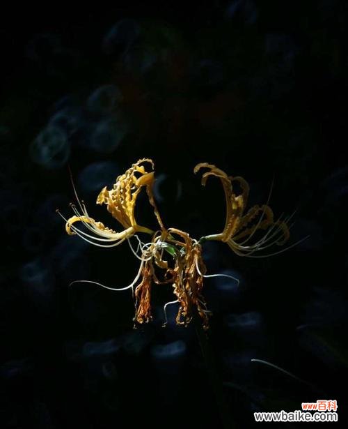 龙爪花象征着什么?龙爪花的寓意有哪些常见问题解答?