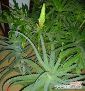 龙爪开花预示着什么意思？如何解读这一自然现象？