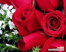 传递爱情的代表花——红玫瑰的浪漫寓意 探秘红玫瑰花语