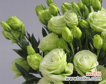 探寻绿色洋桔梗的花语意义 绿色洋桔梗花语详解