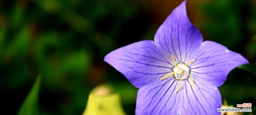 探寻桔梗花所代表的意义和象征 解读桔梗花的花语