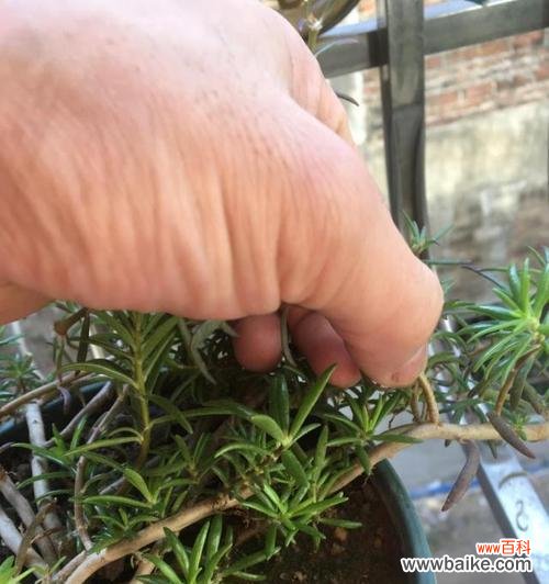 水繁殖花的简单方法和步骤 如何水繁殖花?