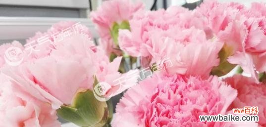 解读康乃馨的8个花语 康乃馨花语的深刻含义