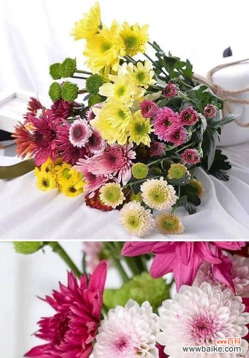 探究小雏菊的花语及其象征意义 小雏菊的花语