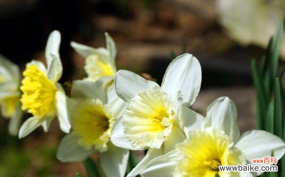探索水晶花的花语 水晶花