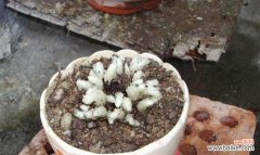 探索水晶兰的花语与能量 水晶兰花语的神秘力量