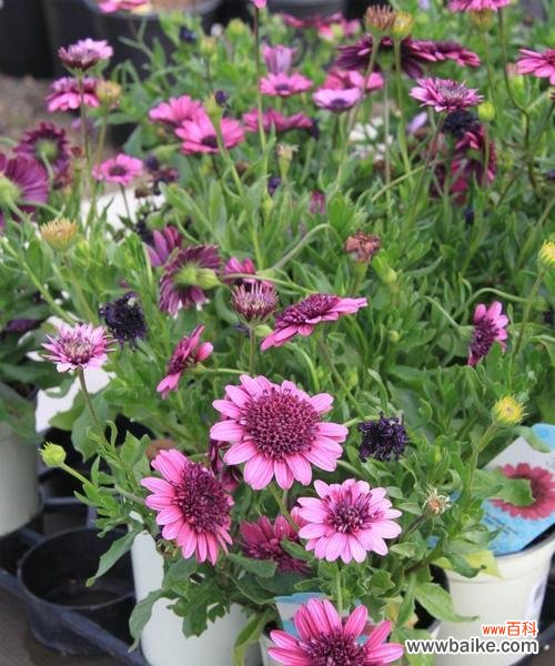 探索松果菊的花语 松果菊的花语