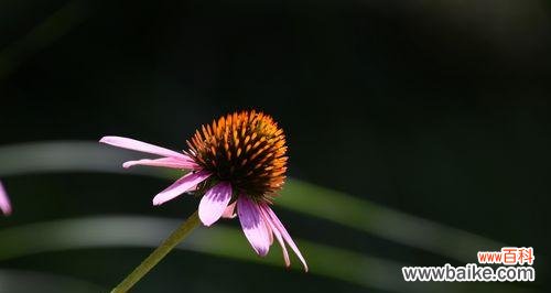 探索松果菊的花语 松果菊的花语