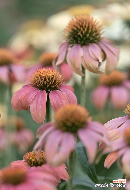 探索松果菊的花语 松果菊的花语