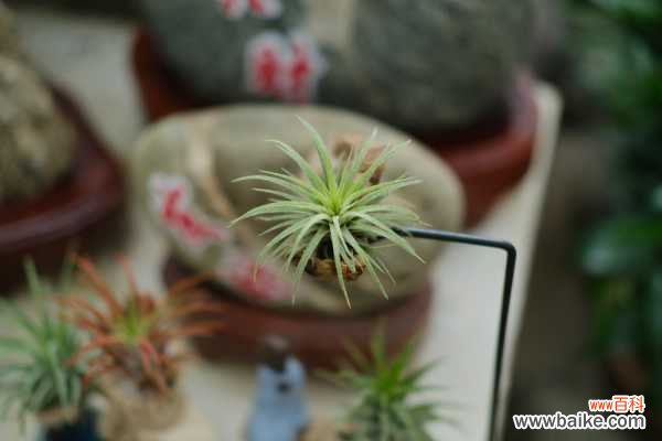 空气凤梨常见养殖问题