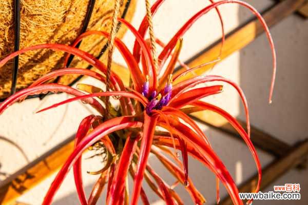 空气凤梨常见养殖问题