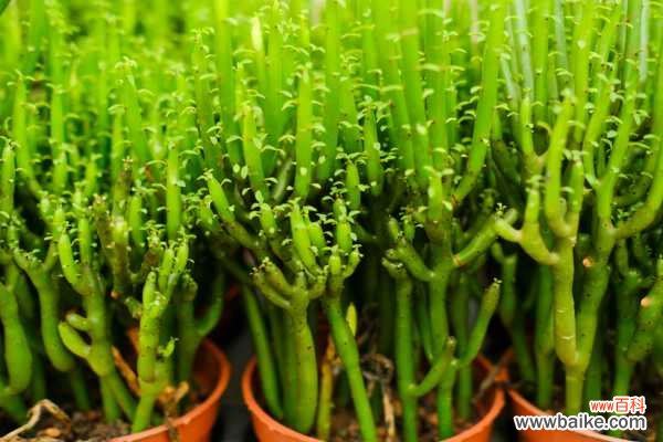 光棍树干瘪了怎么办