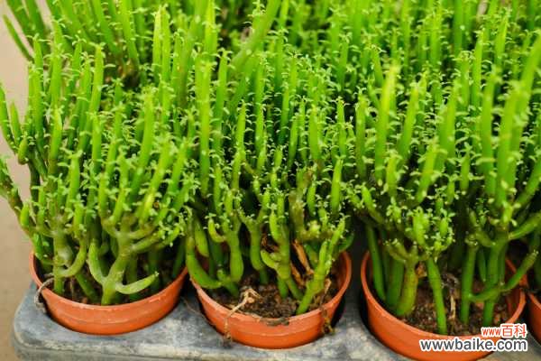 光棍树干瘪了怎么办