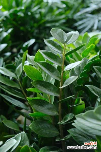 金钱树叶子发黄发黑怎么办