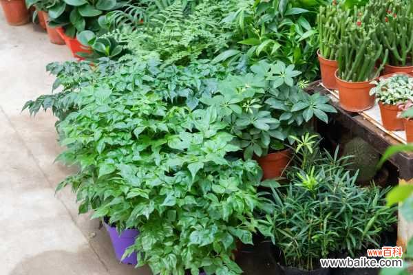 幸福树长白毛是怎么回事