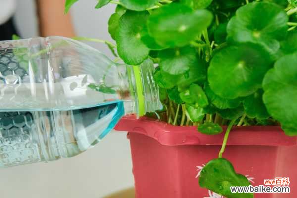 扶桑为什么不开花