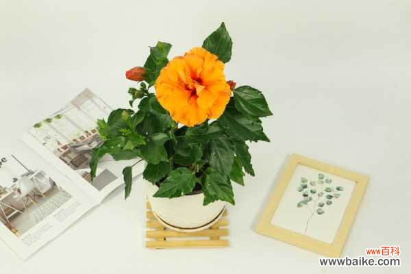 扶桑为什么不开花