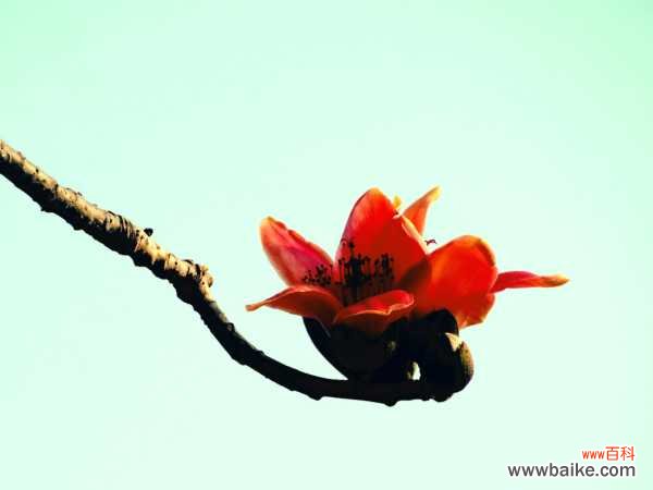 木棉长得慢怎么办