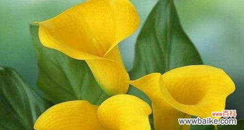 马蹄莲的花语代表什么？如何解读马蹄莲的深层含义？