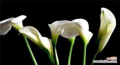 马蹄莲的花语代表什么？如何解读马蹄莲的深层含义？