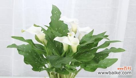 马蹄莲象征着什么意义?了解其独特花语和文化含义