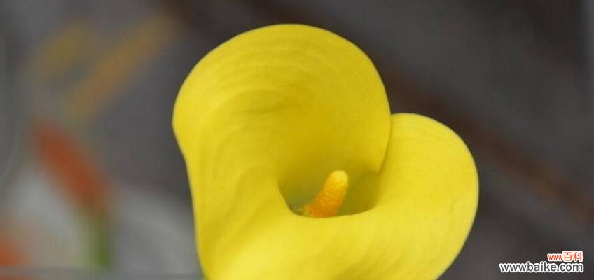 马蹄莲象征着什么意义?了解其独特花语和文化含义