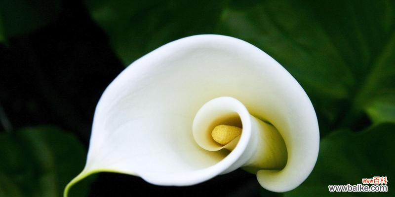 马蹄莲象征着什么意义?了解其独特花语和文化含义