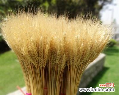 麦穗的花语是什么?麦穗寓意着什么?