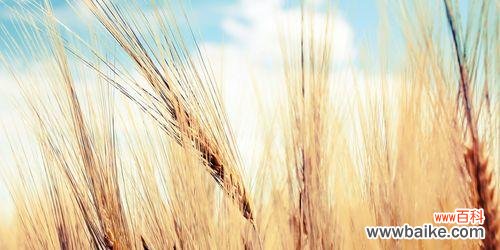 麦穗的花语是什么?麦穗寓意着什么?