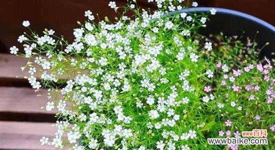 满天星花语代表什么意思?如何正确解读满天星的花语含义?