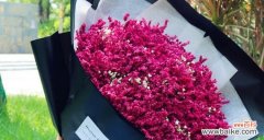 满天星花语是什么意思？满天星的寓意象征有哪些？