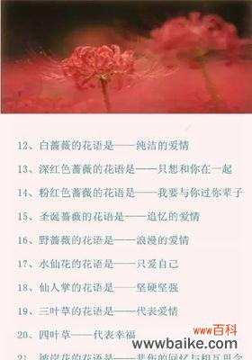 满天星花语是什么意思?满天星代表了哪些意义?