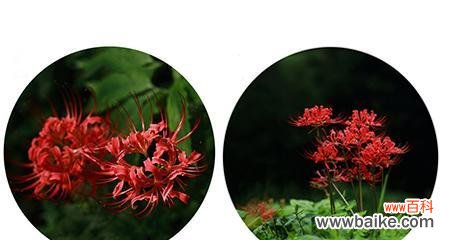 蔓珠莎华的花语是什么?如何正确解读其含义?