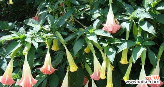 曼陀罗花象征什么？它的寓意有哪些？