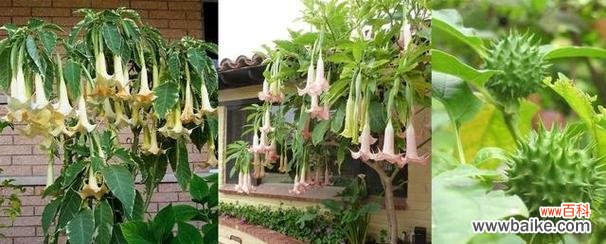 曼陀罗花象征什么？它的寓意有哪些？