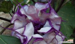 曼陀罗花象征什么？它的寓意有哪些？