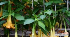 曼陀罗花语是什么？它代表了哪些意义？