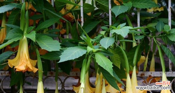 曼陀罗花语是什么？它代表了哪些意义？