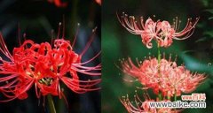 曼珠沙华不同颜色代表什么花语？每种颜色的花语有何不同？