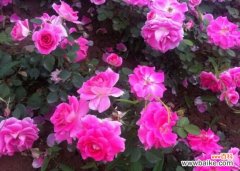 蔷薇花的养殖方法和注意事项：蔷薇花喜肥,亦耐贫瘠