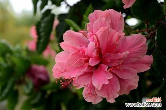 芙蓉花语：高尚纯洁、纤细之美