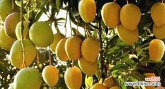 芒果的象征意义是什么？它寓意着哪些祝福？