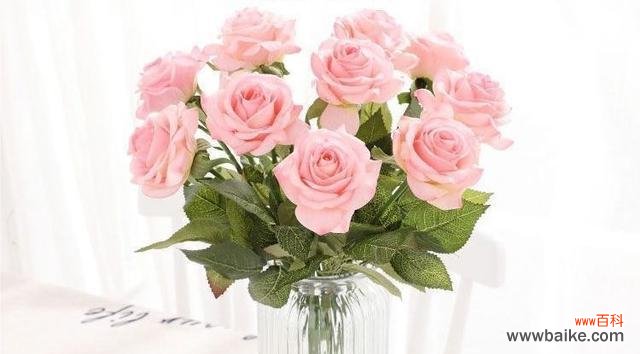 玫瑰代表什么人?不同数量玫瑰花语有何不同?