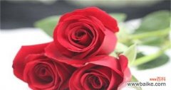 玫瑰代表什么人？不同数量玫瑰花语有何不同？