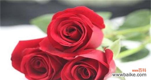 玫瑰代表什么人?不同数量玫瑰花语有何不同?