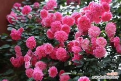 蔷薇花语是什么？爱与思念/各色蔷薇花所代表的寓意