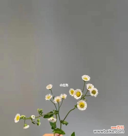 青春、纯洁与爱的化身——雏菊 青春永驻的花——有关雏菊的花语和象征意义