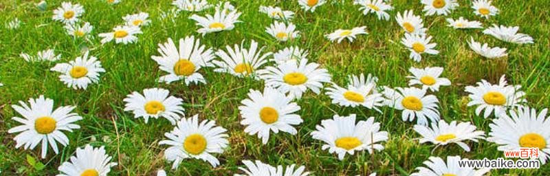 青春、纯洁与爱的化身——雏菊 青春永驻的花——有关雏菊的花语和象征意义